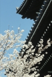 japan temple cherry 37387